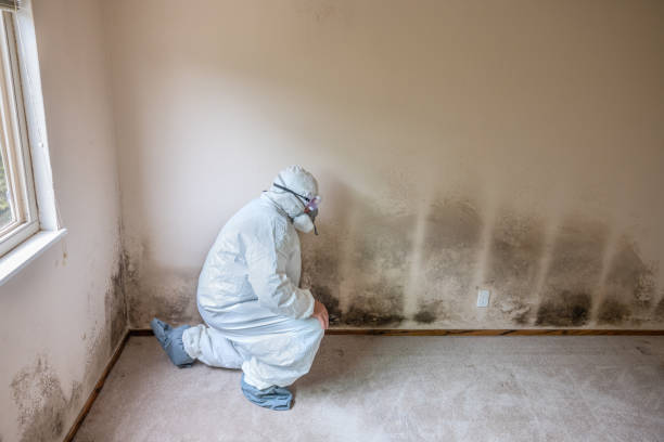 Trusted Pixley, CA Mold Inspection, Removal & Remediation Experts